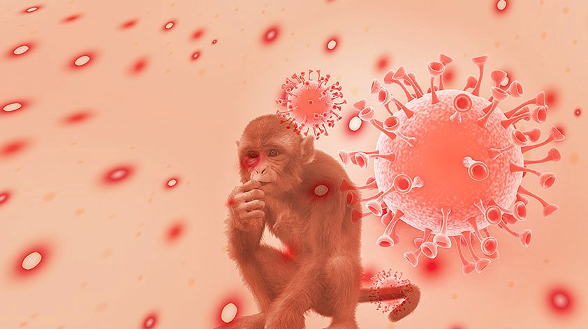 2024 11 18 Monkey