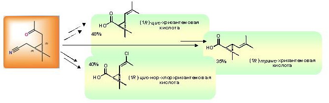 polyprod_4